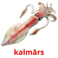 kalmārs Bildkarteikarten