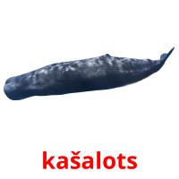 kašalots card for translate