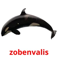 zobenvalis Bildkarteikarten