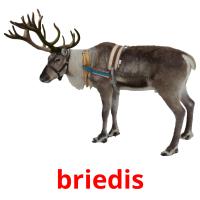briedis picture flashcards