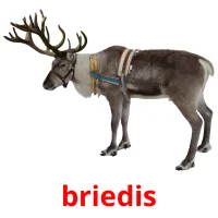 briedis Bildkarteikarten