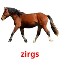 zirgs Bildkarteikarten