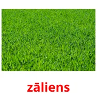 zāliens ansichtkaarten