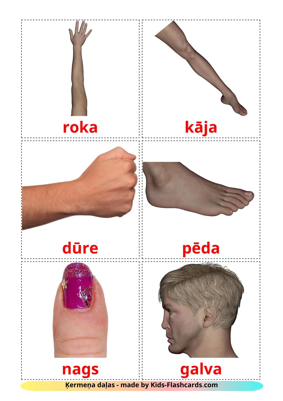 Body Parts - 26 Free Printable latvian Flashcards 