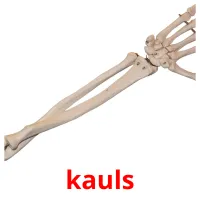 kauls picture flashcards