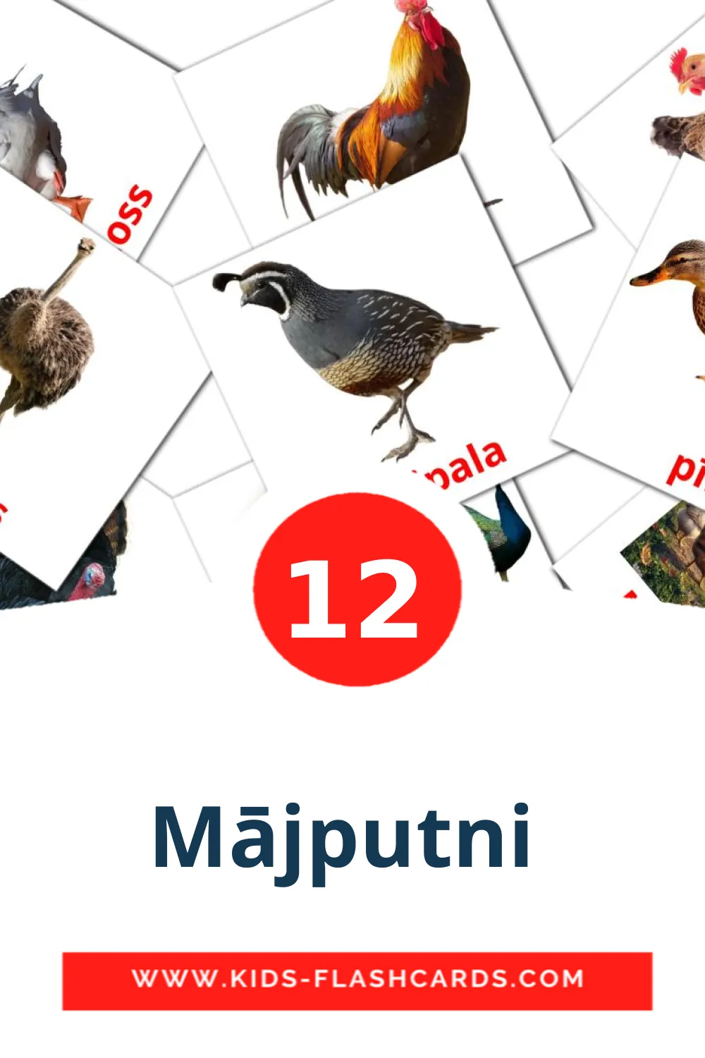 12 tarjetas didacticas de Mājputni  para el jardín de infancia en letón