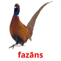 fazāns Tarjetas didacticas