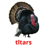 tītars Tarjetas didacticas