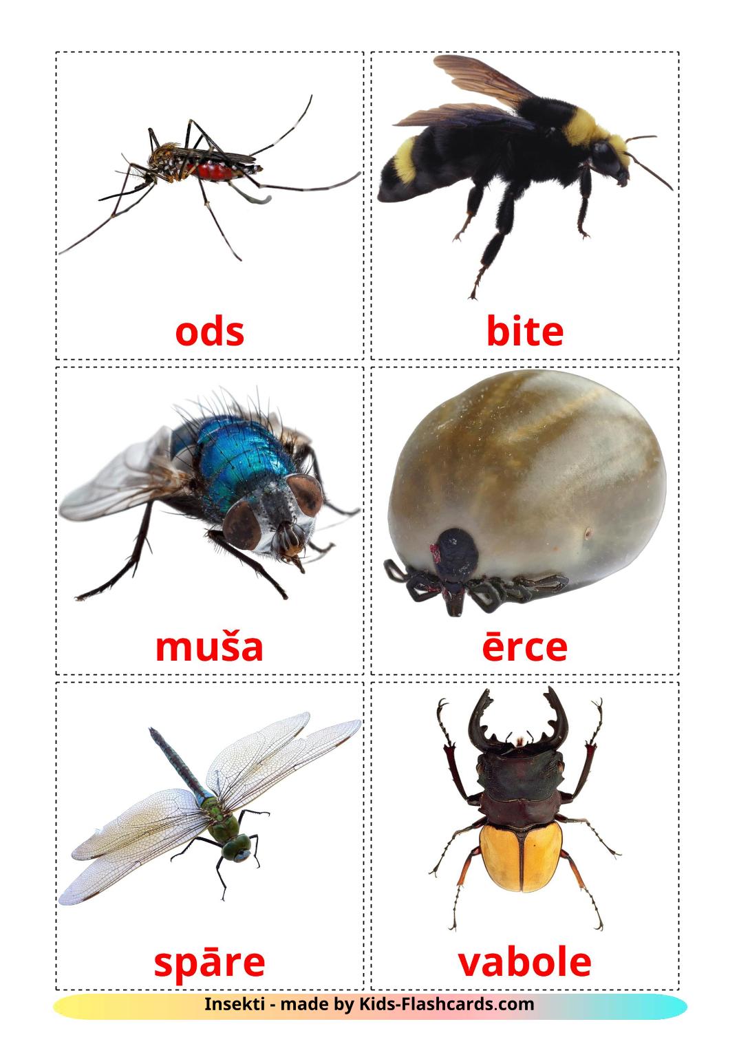 Insects - 23 Free Printable latvian Flashcards 