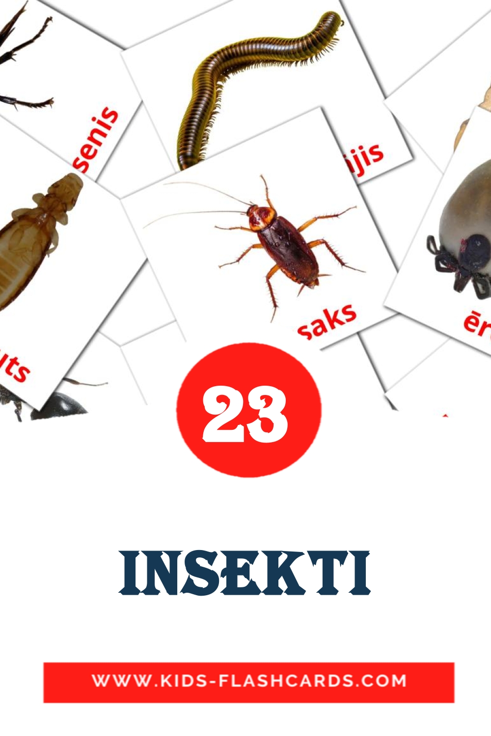 23 Insekti Picture Cards for Kindergarden in latvian