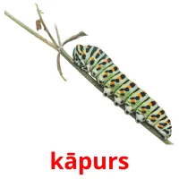 kāpurs Bildkarteikarten