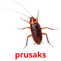 prusaks picture flashcards