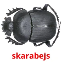 skarabejs Bildkarteikarten