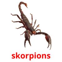 skorpions picture flashcards