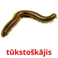 tūkstoškājis Bildkarteikarten