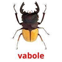 vabole card for translate