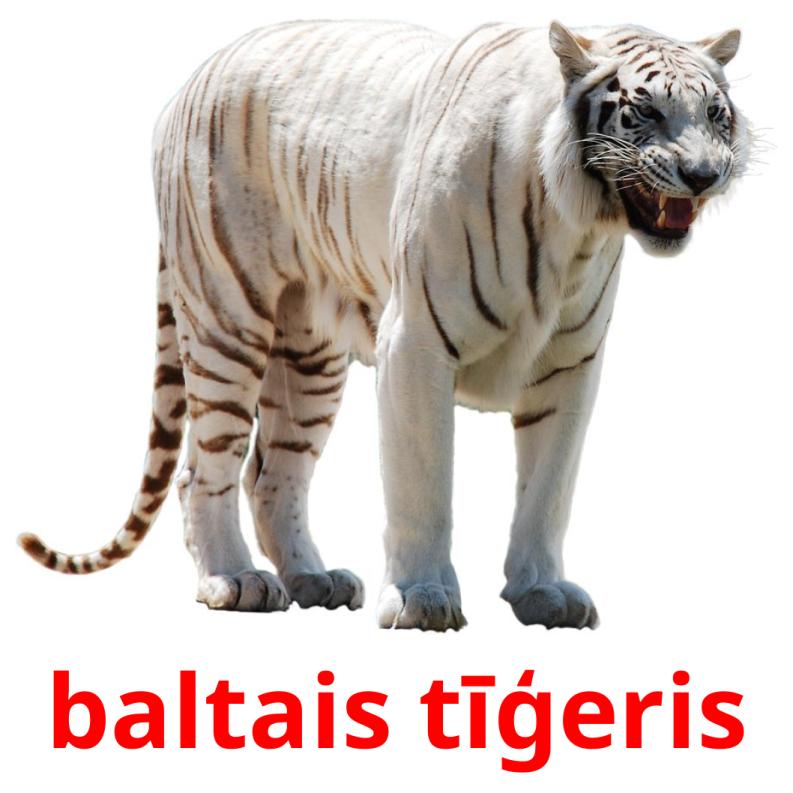 baltais tīģeris Tarjetas didacticas