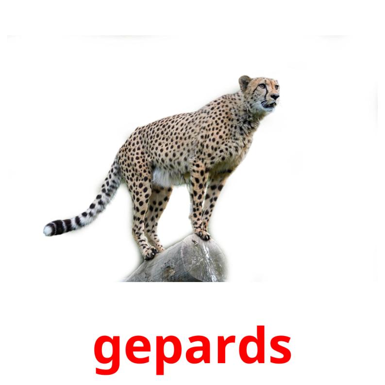 gepards Bildkarteikarten