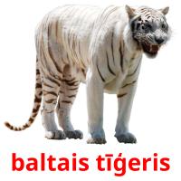 baltais tīģeris card for translate