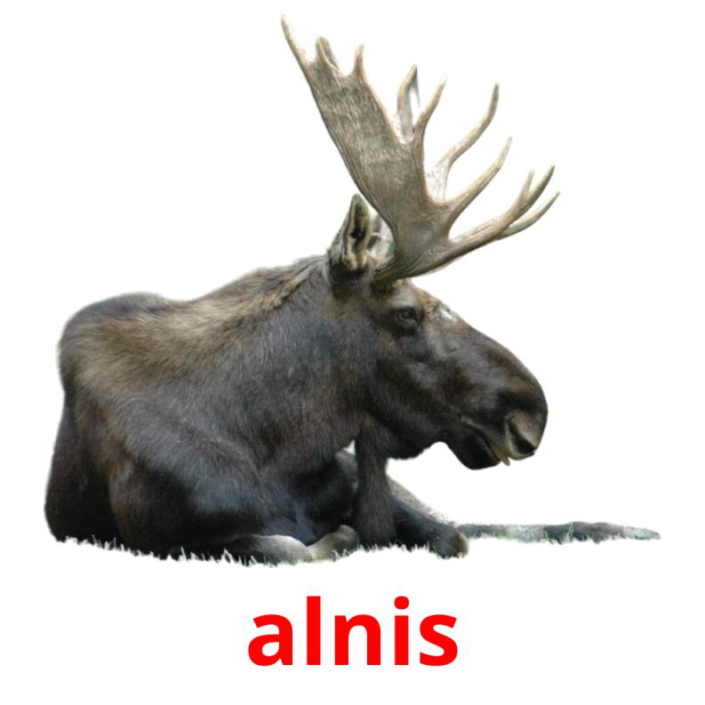 alnis picture flashcards