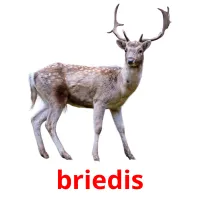 briedis ansichtkaarten