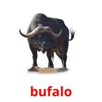 bufalo picture flashcards