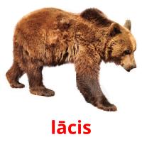 lācis picture flashcards