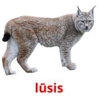 lūsis picture flashcards