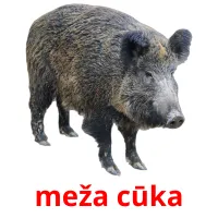 meža cūka ansichtkaarten