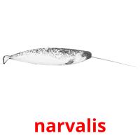 narvalis picture flashcards