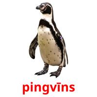 pingvīns flashcards illustrate