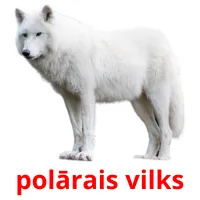 polārais vilks ansichtkaarten