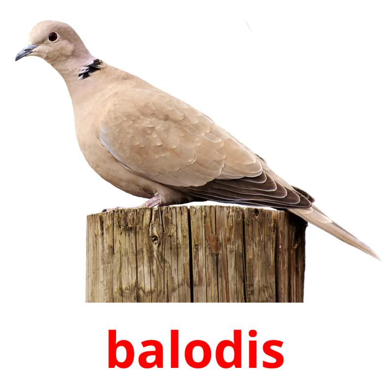 balodis picture flashcards