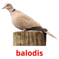 balodis ansichtkaarten