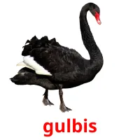 gulbis ansichtkaarten