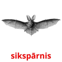 sikspārnis карточки энциклопедических знаний