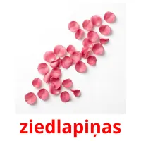 ziedlapiņas Tarjetas didacticas