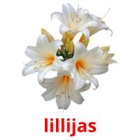 lillijas picture flashcards