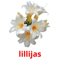 lillijas карточки энциклопедических знаний