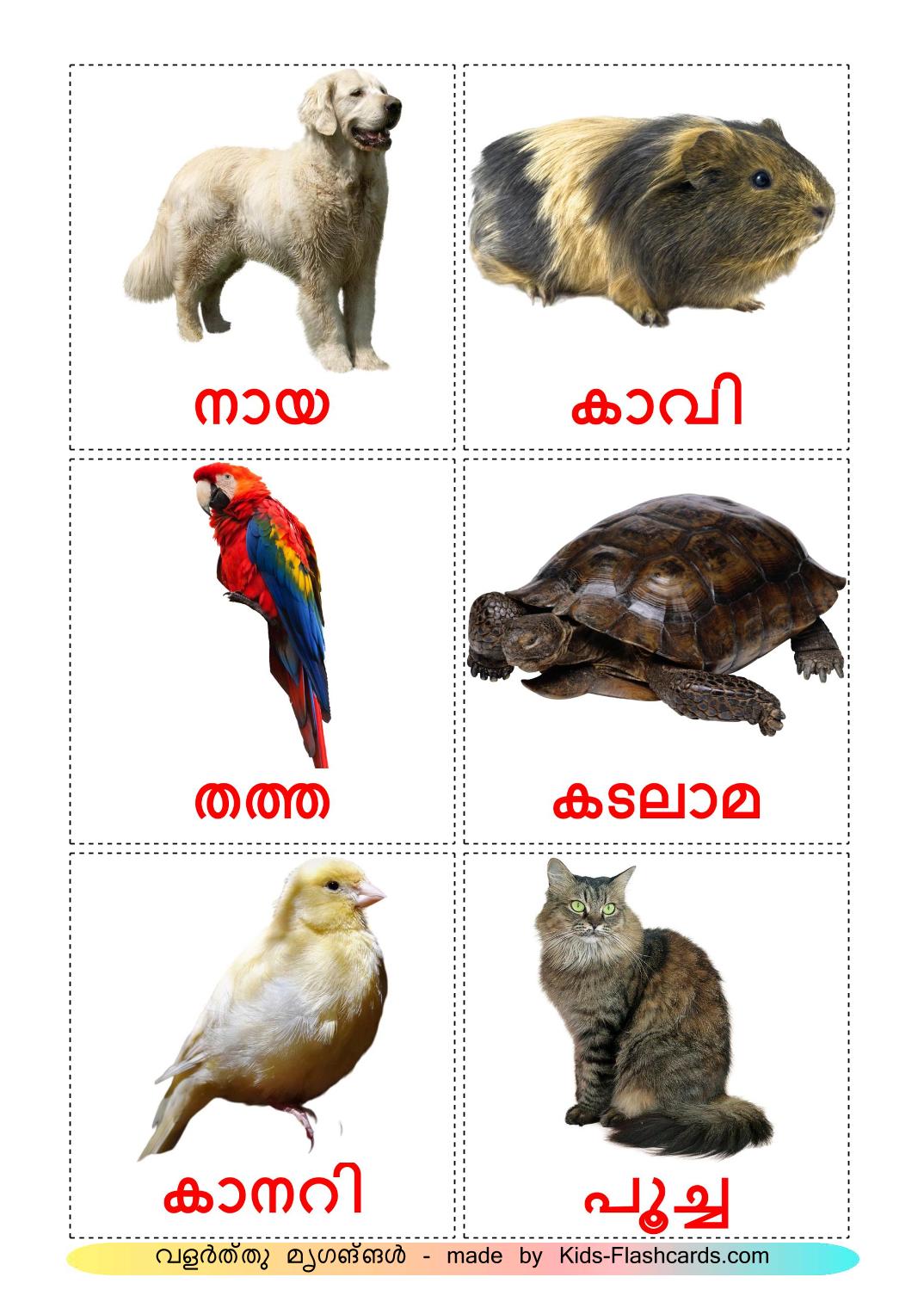 Les animaux Domestiques - 10 Flashcards malayalam imprimables gratuitement