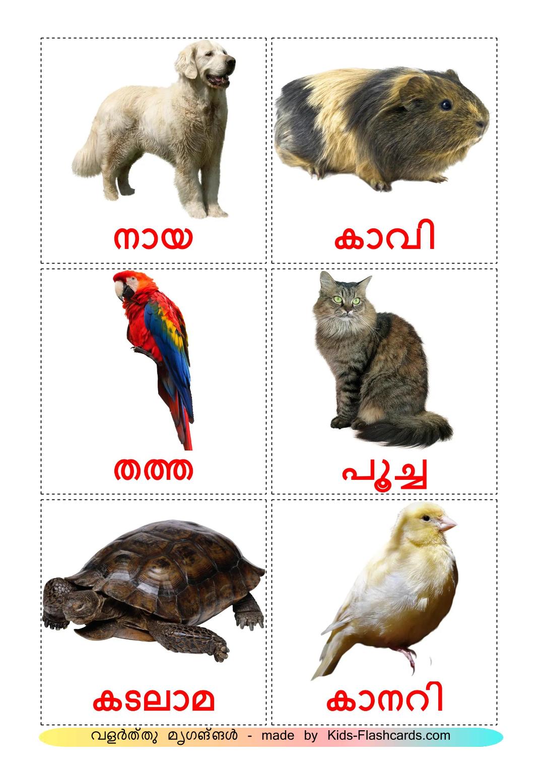 Domestic animals - 11 Free Printable malayalam Flashcards 