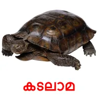 കടലാമ picture flashcards