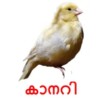 കാനറി picture flashcards