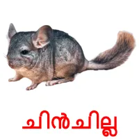 ചിൻചില്ല picture flashcards