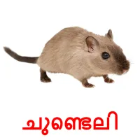 ചുണ്ടെലി picture flashcards