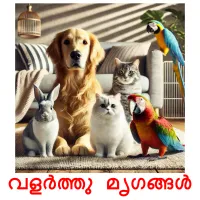 വളർത്തു മൃഗങ്ങൾ picture flashcards