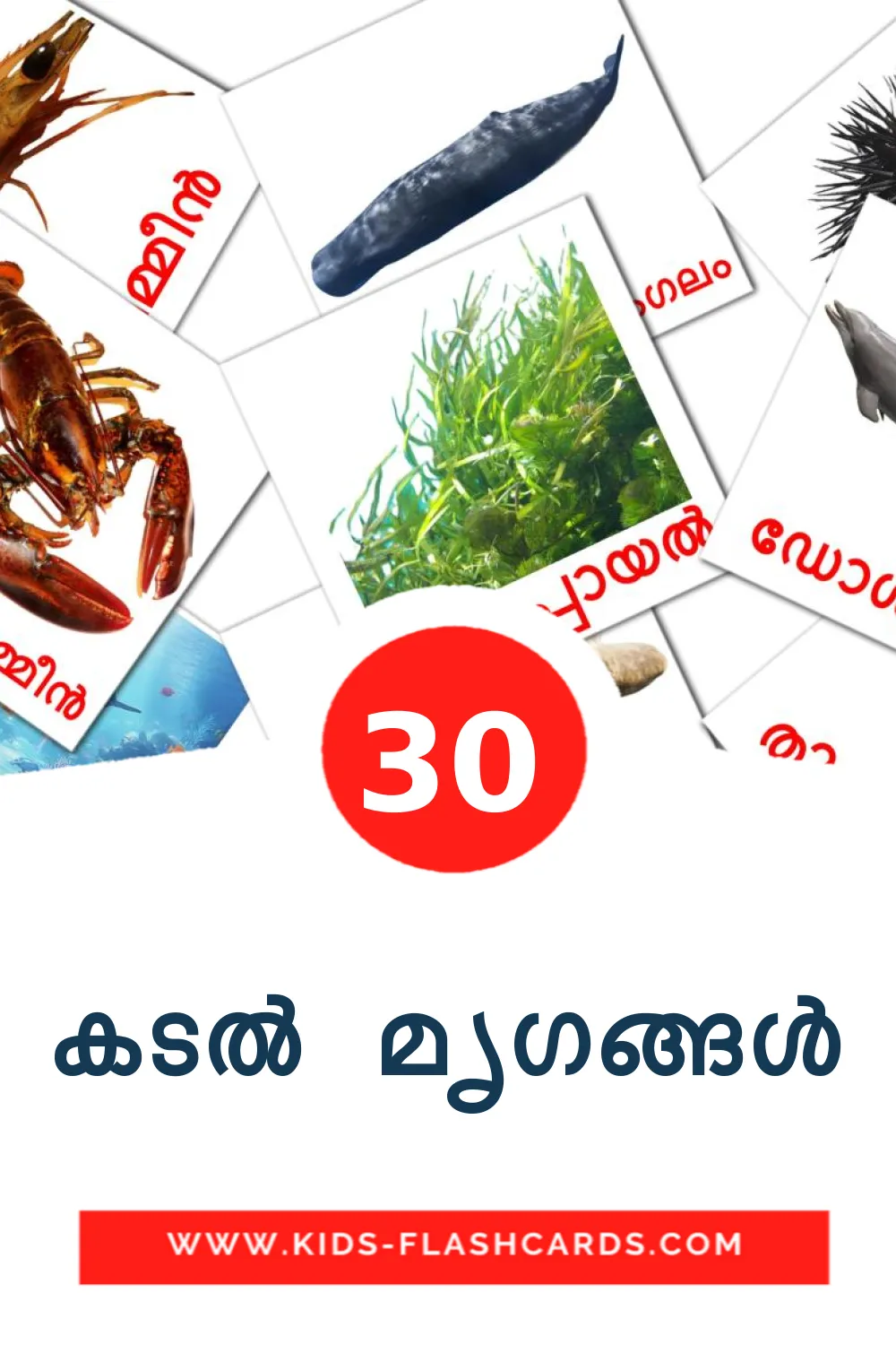 30 Cartões com Imagens de കടൽ മൃഗങ്ങൾ para Jardim de Infância em malayalam