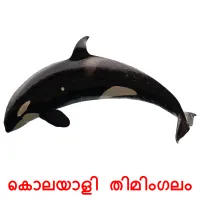 കൊലയാളി തിമിംഗലം cartões com imagens