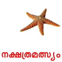 നക്ഷത്രമത്സ്യം cartões com imagens