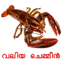 വലിയ ചെമ്മീൻ cartões com imagens